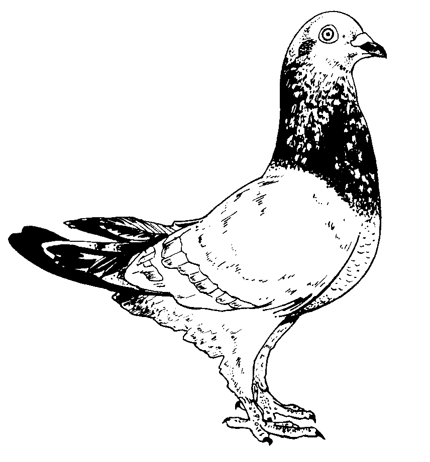 holub.gif (15349 bytes)